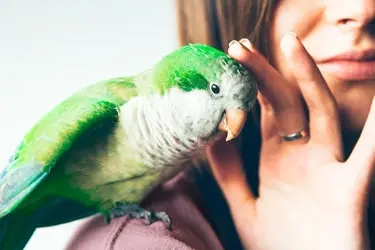 Beaphar XtraVital bird food blends mobile